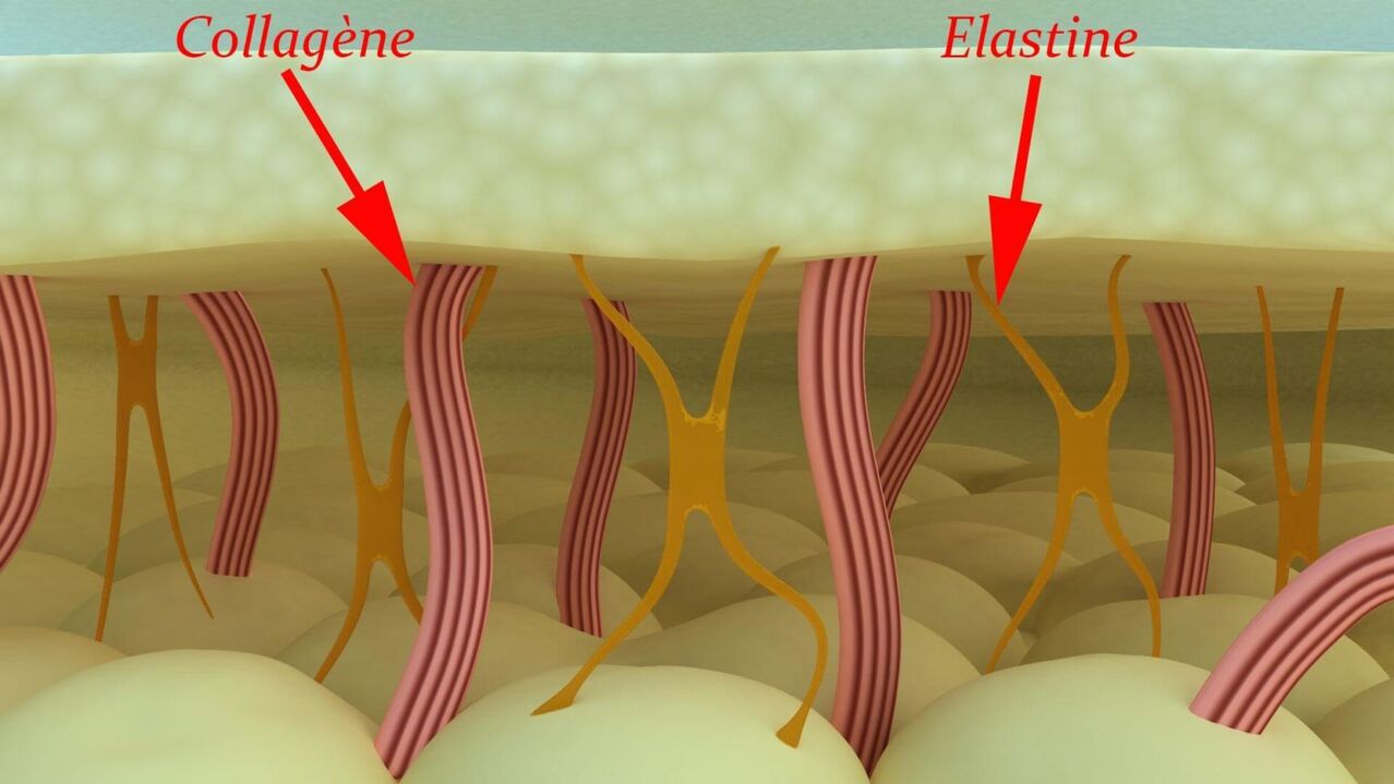 Kolagen i elastyna – białka strukturalne skóry